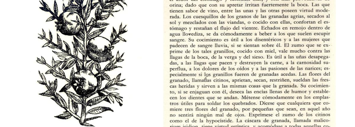 Texto sobre la Granada e imagen deDioscórides, Pedacio. Acerca de la Materia Medicinal y de los venenos mortíferos. Madrid, Ediciones de Arte y Bibliofilia, 1983