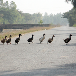 Patos cruzando carretera